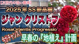 Strong Rose Garden] It's spring! Time to plant them! Here's Jean