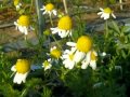 カモミールの育て方 how to grow chamomile