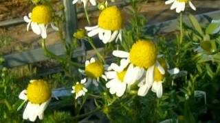 カモミールの育て方 how to grow chamomile