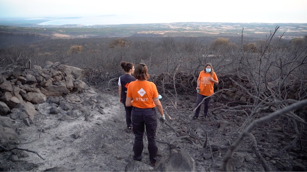 Emergenza Incendi Sardegna - continuiamo a dare aiuto