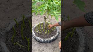 Menanam Kangkung dari Akar di Ban Bekas 🌱 #kebun #celanapendek #pertanian