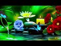 Relaxing Music for Sleep, Focus and Healing 🌿 Calming Nature Sounds for Work, Meditation and Peace