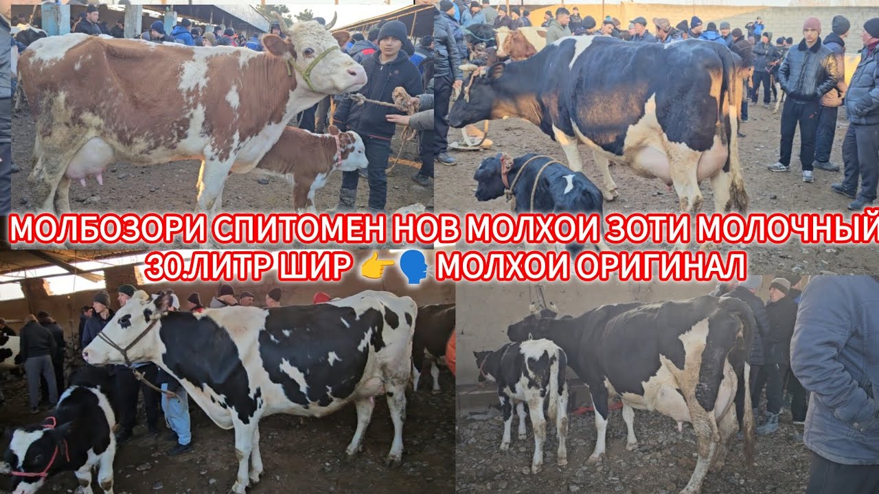 22- ФЕВРАЛ МОЛБОЗОРИ СПИТОМЕН НОВ МОЛХОИ ЗОТИ ШИРИ ОЧА БАЧА 30.ЛИТР ШИР МОЛХОИ ЗУР БУДАЙ 