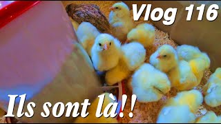 32 Poussins et 4 Cailles livrés à domicile!! -Vlog 116-