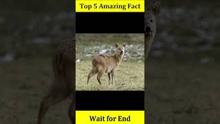 Top 5 Amazing Fact