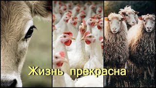 Жизнь Прекрасна (Документальный Фильм) Hd