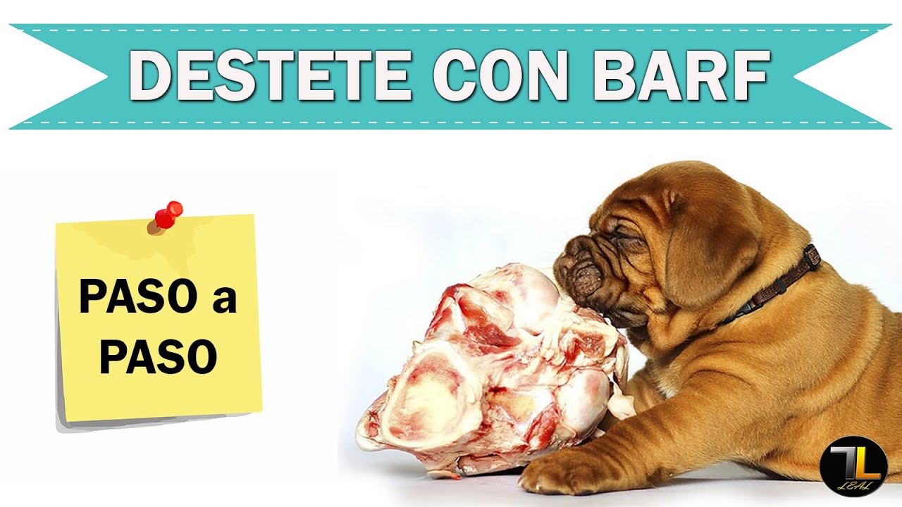 ✅ Cómo DESTETAR a un CACHORRO con BARF | Paso a paso 💪