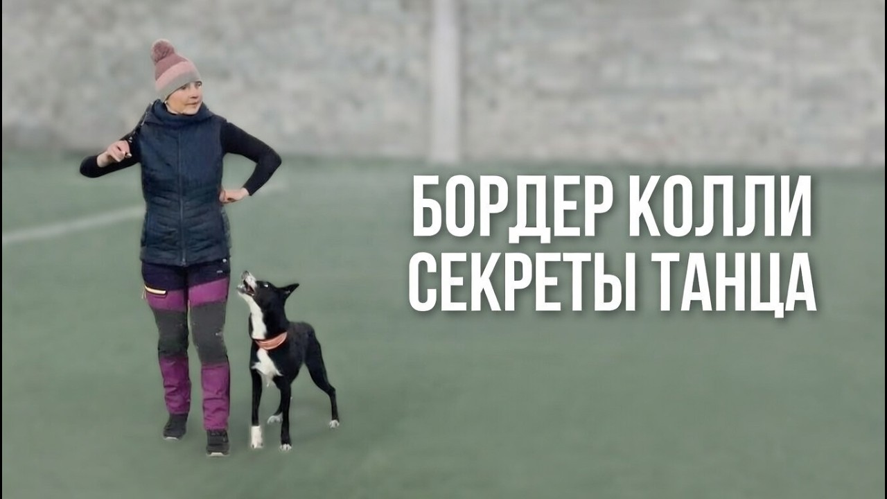 Бордер Колли Брина & Света Тимошина: Секреты Танца!