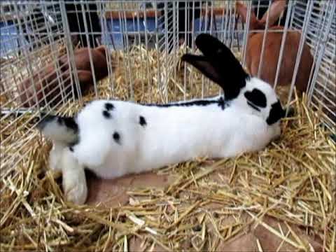 Géant Papillon Français