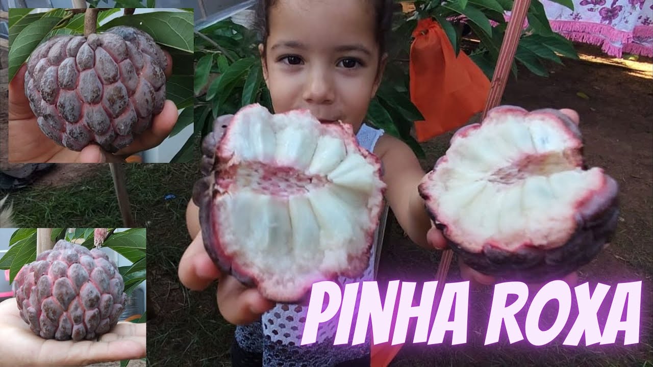 Pinha Roxa vc conhece essa variedade ? Comenta ai em baixo deixe um joinha. 