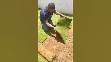طريقة زراعة الانجيلة او الثيل الزراعي 