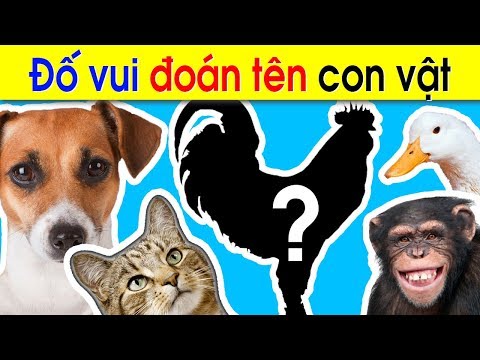 Video Câu ĐỐ VUI CHO BÉ về con vật - Đố vui giáo dục cho TRẺ... - youtube