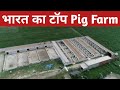 भारत का सबसे बड़ा और अच्छा पिग फार्म । India's best pig farm । Training call- 9058813249