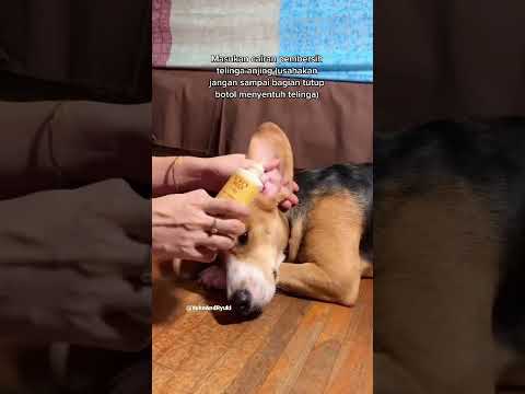 Video: Cara Menghilangkan Tag Kulit pada Anjing: 11 Langkah