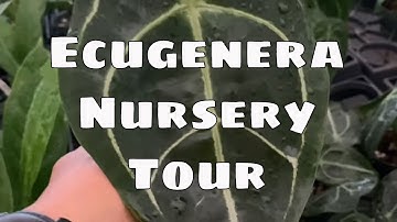Ecuagenera Rare Plant Nursery Tour Review Anthurium Philodendron Aroid House Plants Ecuagenera US