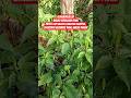 Dengerin sayang #kuli #musikhiburan #petani #pejuangrupiah #pertanian #subscribe #shortvideo
