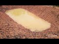 Plantando umas muda de açaí.