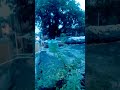 #song  # gaavn #nature