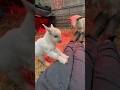 🐐 Cute Baby Goat Wants Cuddles ❤️ !! #BabyGoat #CuteAnimals #GoatKids #Animals #Pets #short