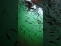 Marbella fishes attracted by light / Spain