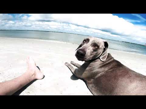 Weimaraner dogs tiptoe