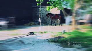 First Day Under Training Z Black Horse Neza Bazi Training Imported Bareed In Stan