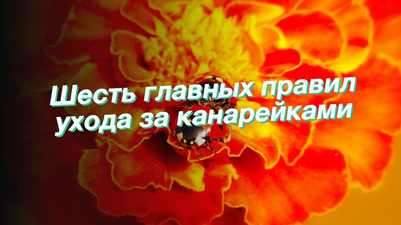 Шесть главных правил ухода за канарейками