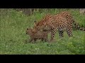 SafariLive Jan 03 - Leopard Thandi moves her cub to another den.