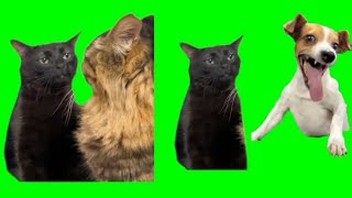 FUNNY CATS MEMES (PART 2)