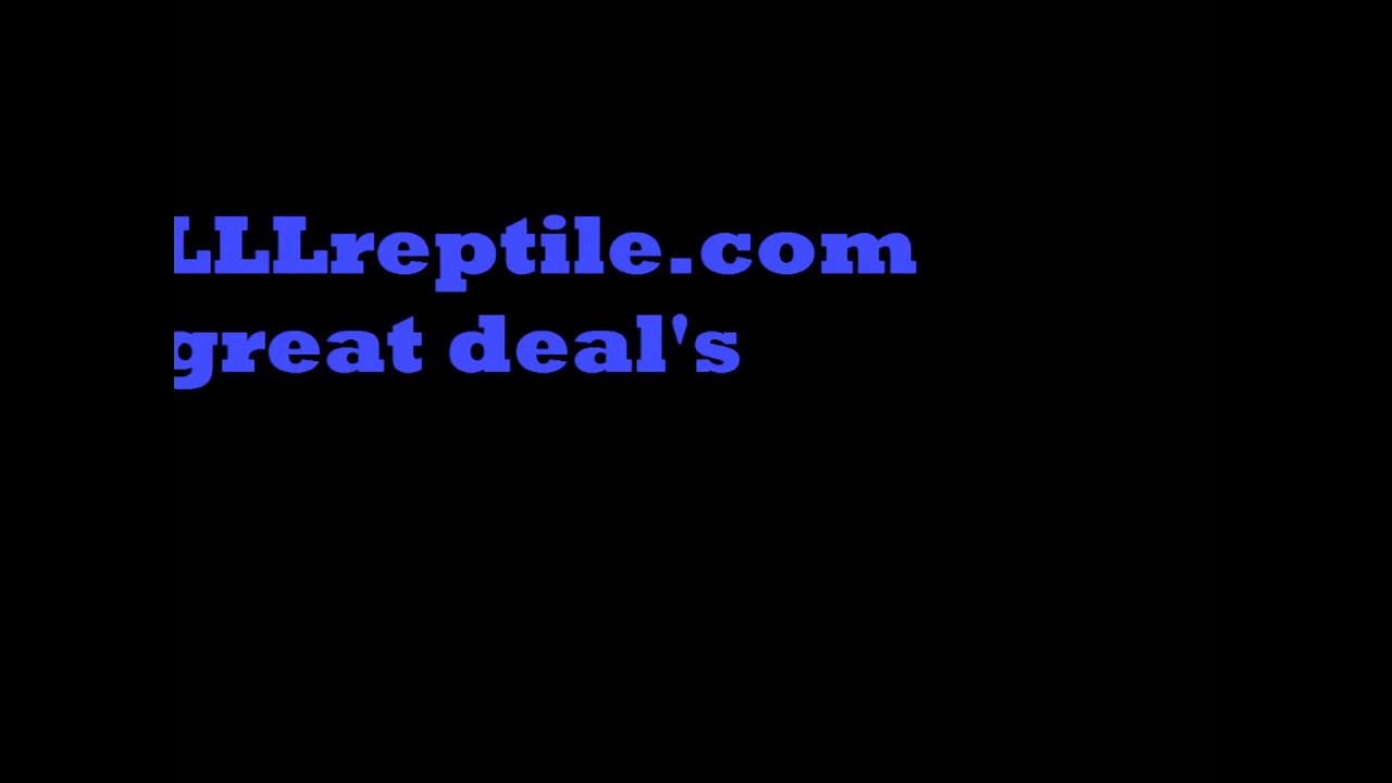 My Top 4 Online Reptile Supply Stores - YouTube