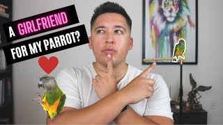 Should You Get Another Bird? | Parrot Cage Mate - Pros & Cons