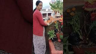 Download Lagu tulsi mata pujan 🌿 #status #tulsi #4k #shorts MP3 Download Lagu tulsi mata pujan 🌿 #status #tulsi #4k #shorts MP3