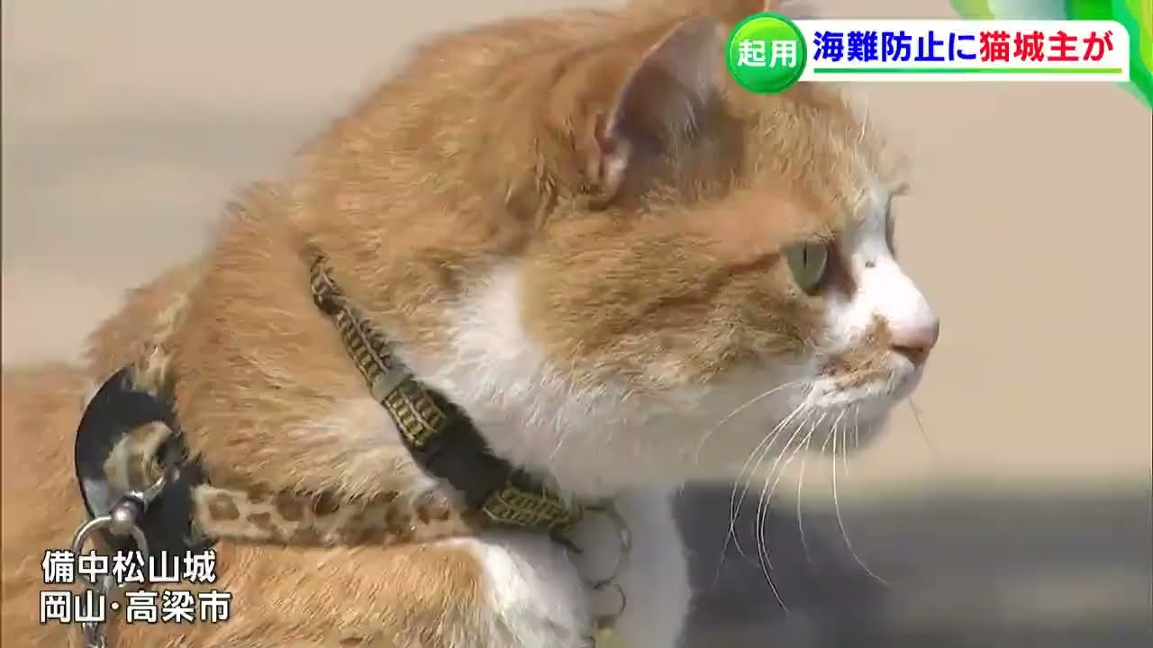 Sanjuro, the cat lord, says 