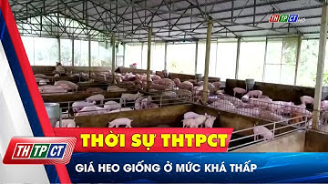 Giá heo giống ở mức khá thấp | Cần Thơ TV