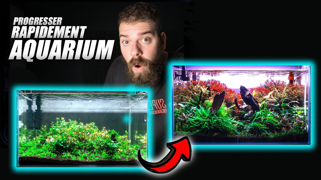 Progresser rapidement en aquariophilie et aquascaping!