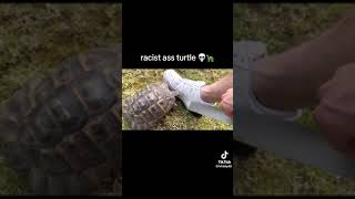 Racist turtle