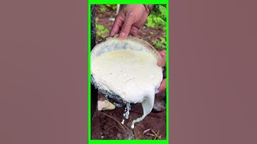 TECHNIQUE OF SCRAPING THE BARK TO RECEIVE TREE SAP PART 18 #caosu #asmr