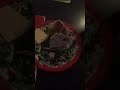 R.I.P Gingerbread house