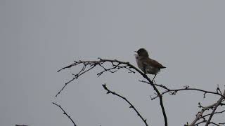Lesser Whitethroat singing, Oldbury Power Station, 4/5/2026