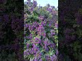Hummingbird Hawk-Moth