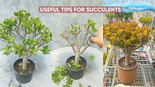 Succulent Care for Beginners: Easy Tips & Common Mistakes to Avoid