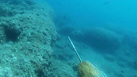 B Daniel Double Invert Roller 105 soft setup... Head on shot on Dentex...