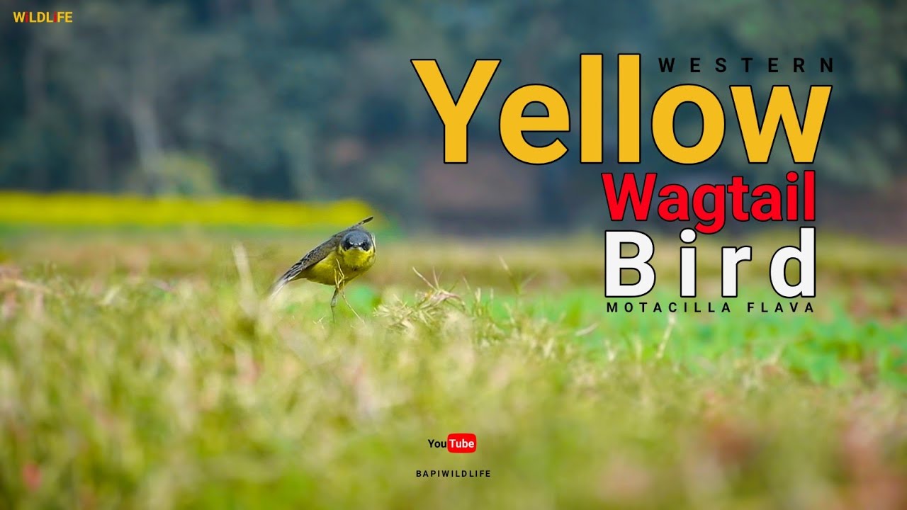 Western yellow Wagtail | Bird | Wildlife | Motacilla flava | 