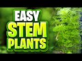 9 Easy Stem Plants For Beginners! (Perfect For Planted Tank Setups)
