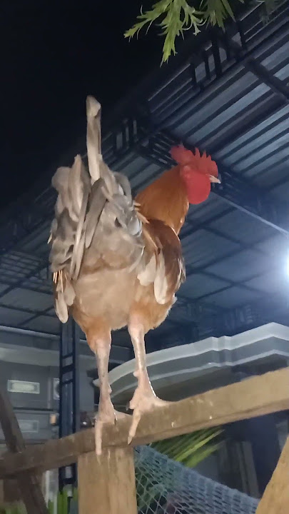 AYAM KEKOK - ANAK AJAIB 2 || AYAM KEKOK SUARA PANJANG || AYAM KEKOK KHAS MADURA