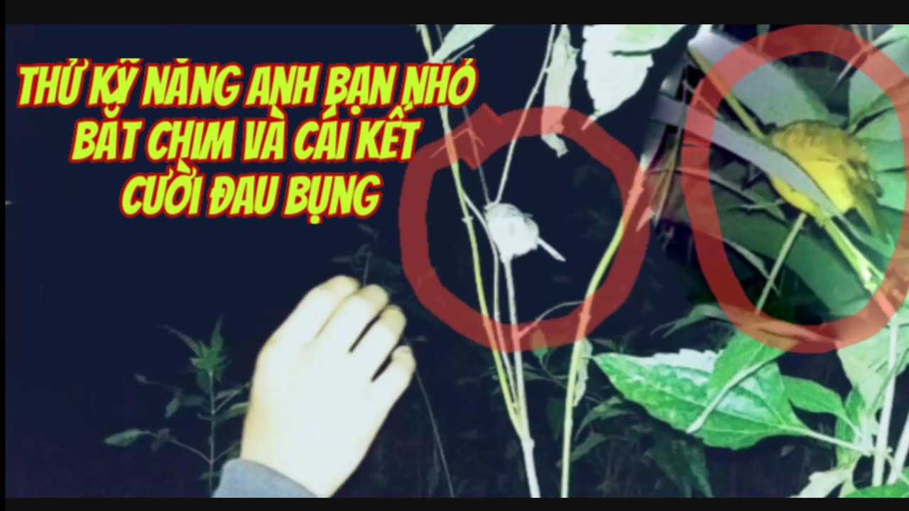 soi đêm bắt chim chào mào vàng // chim sau tự nhiên trong rừng // phan Vlog