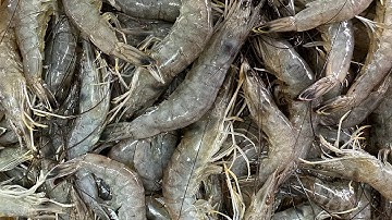 Catching Giant SHRIMP from a Public Road | Catch and Cook