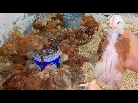 عمر الفراخ الساسو 24يوم اسباب الكساح والإسهال وعلاجه مع خلطة تسمين وتحويل الفراخ بسرعه رهيبة 