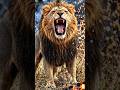Jungle Fire & The Brave Lion 🔥 #velmorastudio #lionstory #animation #shortstory