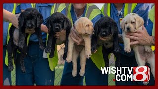 ICAN recruits Indiana inmates to help train service dogs